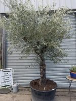 Gnarled Olive tree multiple branches
