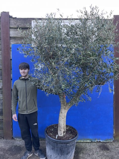 Arbequina Olive Tree
