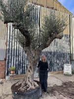 Tall gnarled Olive tree