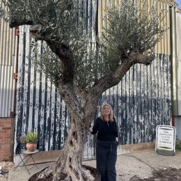 Tall gnarled Olive tree