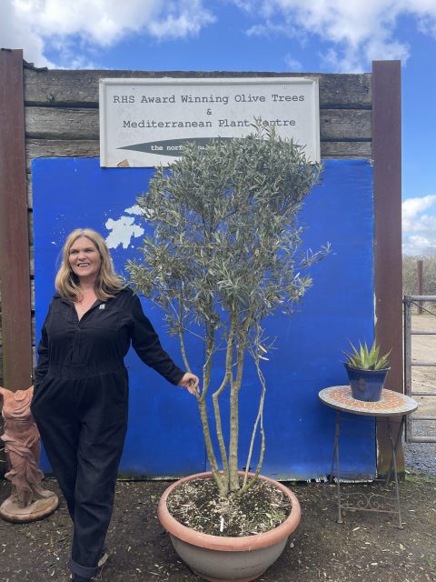 Multi stemmed Olive Tree