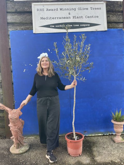 Arbequina Olive U.K grown.