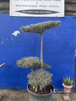 Bonsai Olive tree