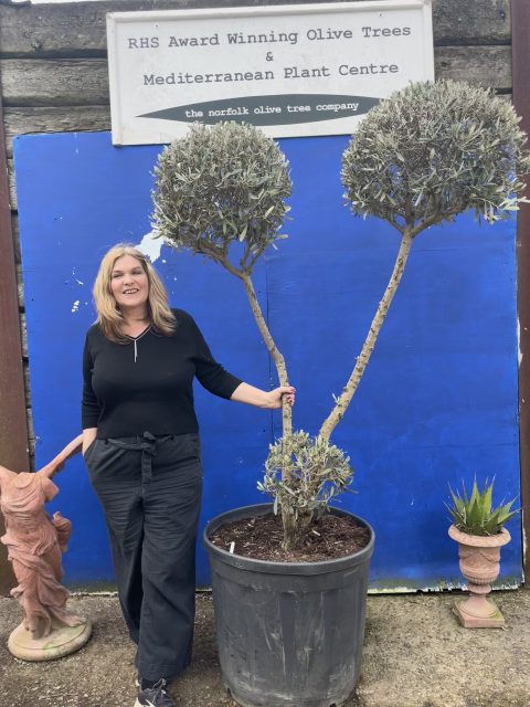 Pom Pom Olive Tree for sale