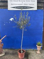 Arbequina Olive U.K grown.