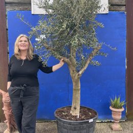 Smooth stem branched Olive tree
