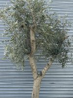 Tuscan form Olive tree