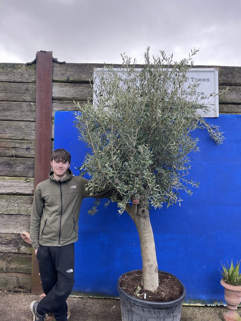 Mature Olive tree The Norfolk Olive Tree Company