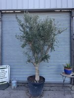 Arbequina Olive Tree