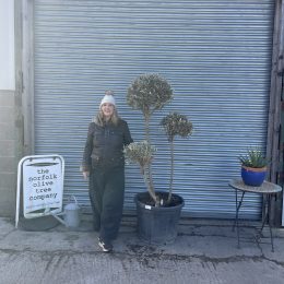 Pom Pom Olive Tree for sale