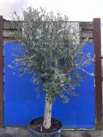 Arbequina Olive Tree