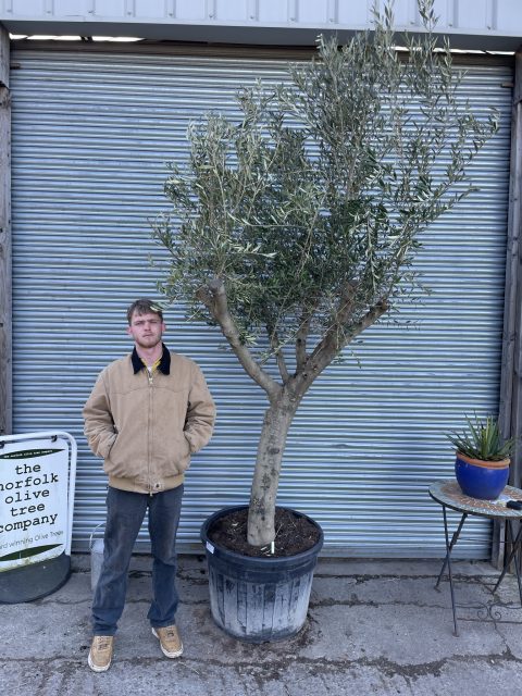 Arbequina Olive Tree