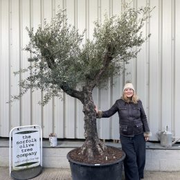 Gnarled Tuscan Olive tree