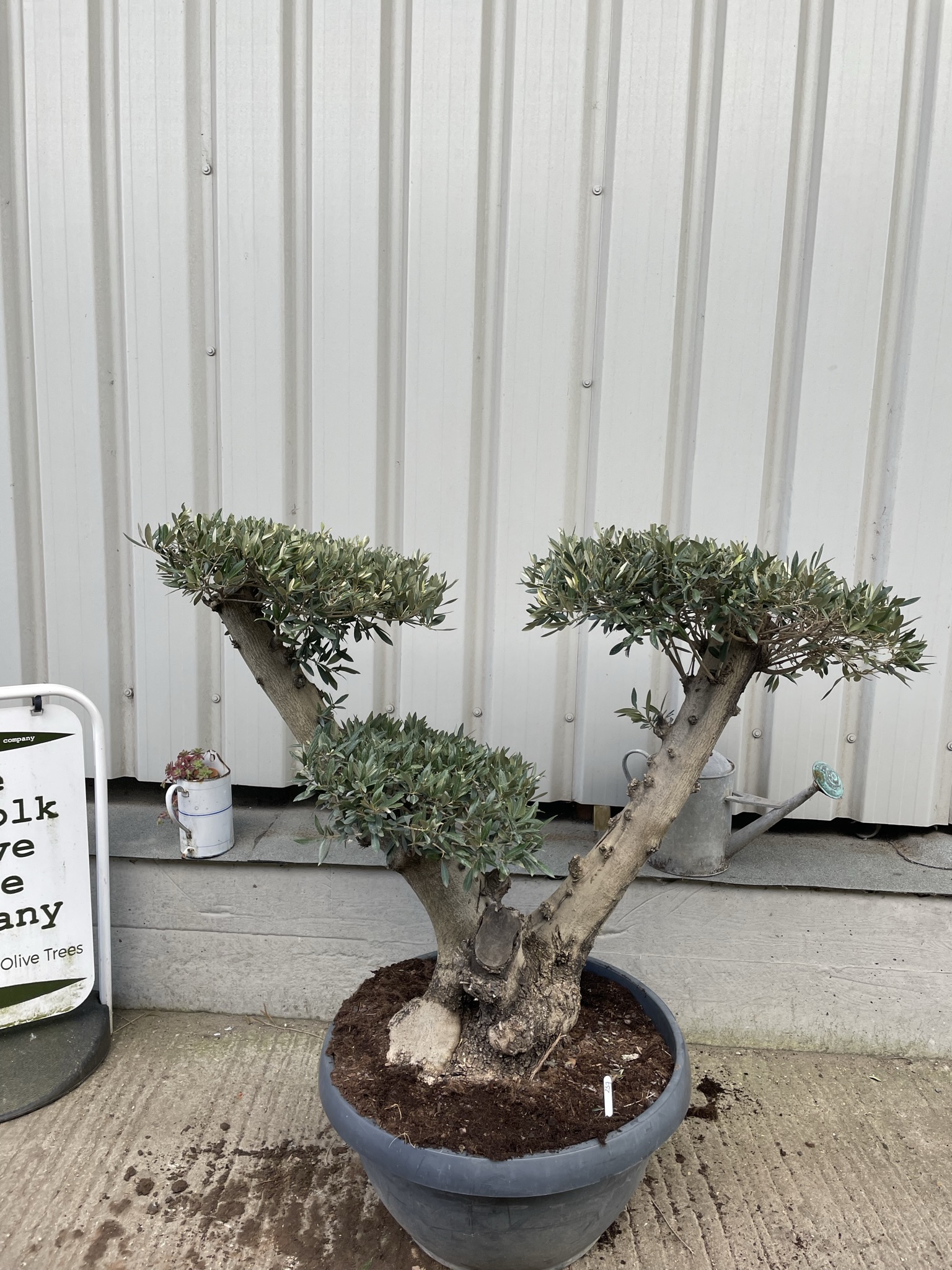 Topiary tree new arrival The Norfolk Olive Tree Company