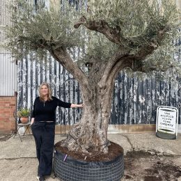 Tall ancient Olive tree