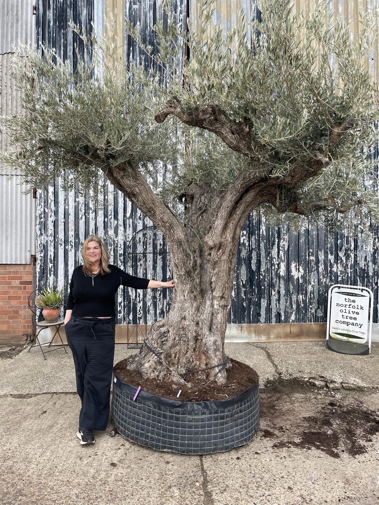 Tall ancient Olive tree The Norfolk Olive Tree Company