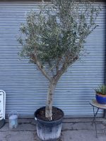 Arbequina Olive Tree
