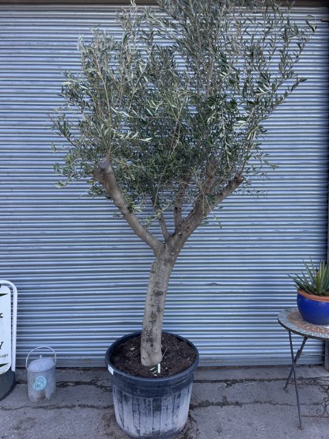 Arbequina Olive Tree