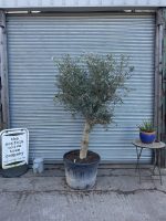 Smooth stem Olive tree