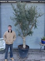 Arbequina Olive Tree