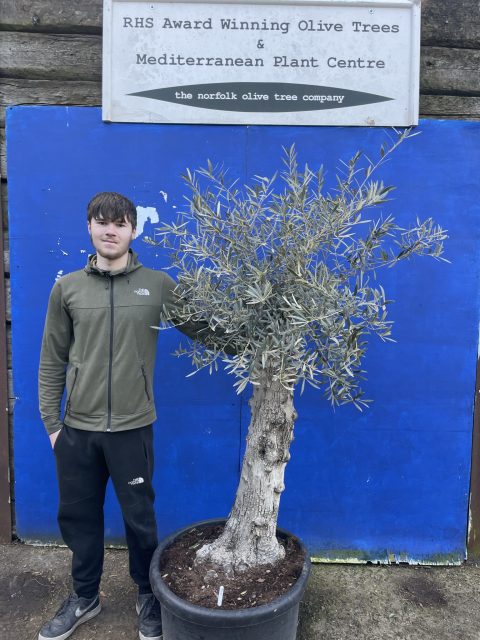 Gordal Olive tree