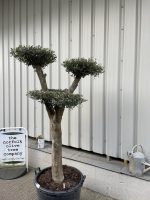 Patio cloud tree