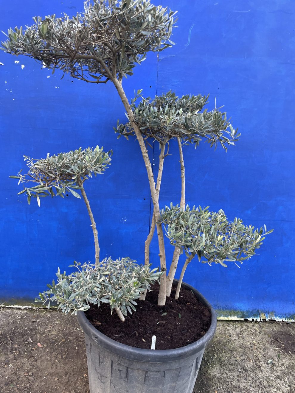 Bonsai Olive tree free delivery. The Norfolk Olive Tree Company