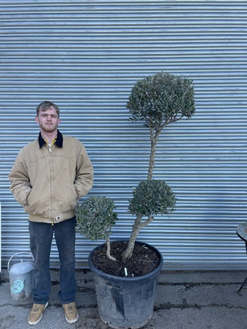 Pom Pom Olive Tree for sale