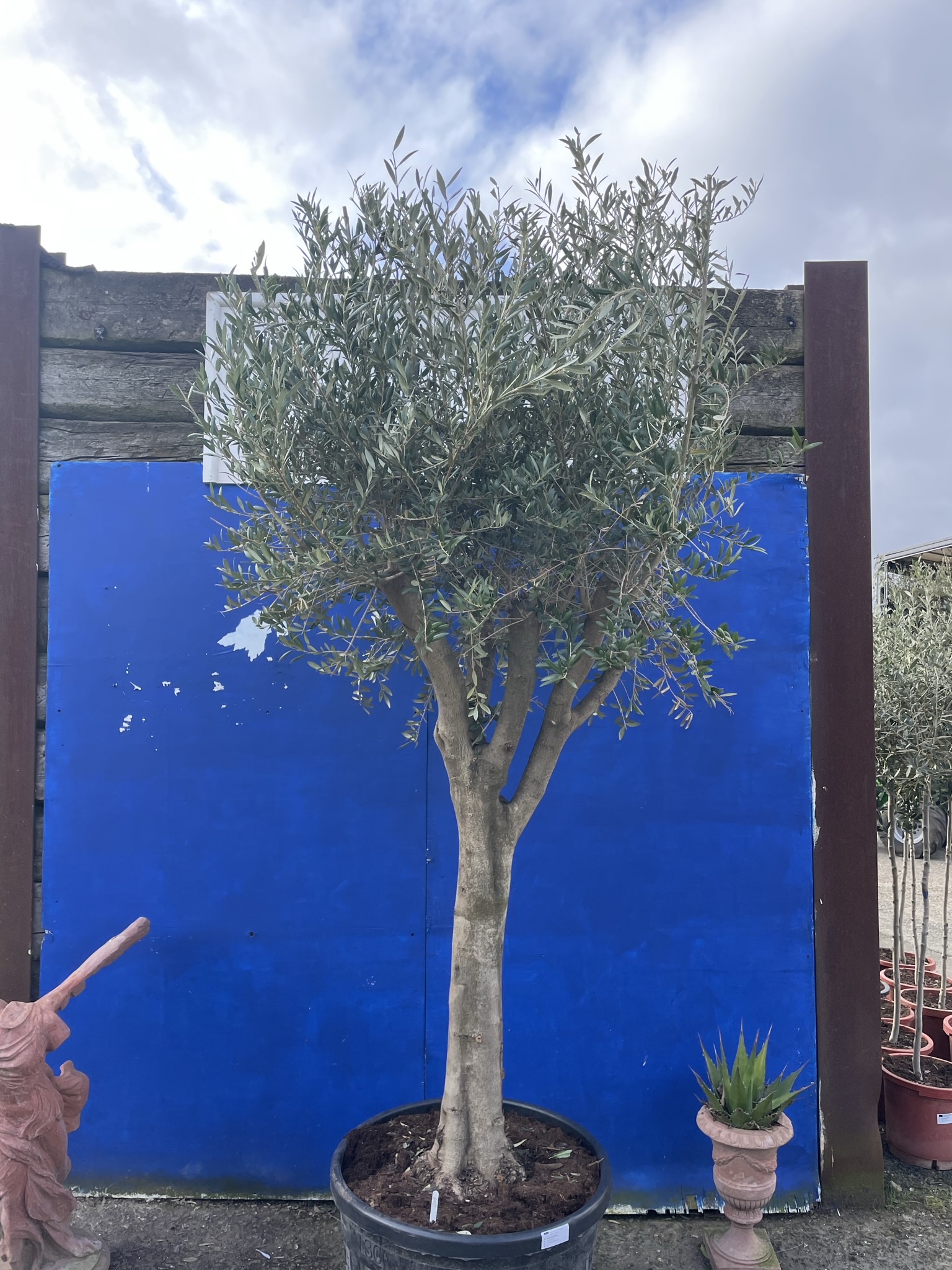 Smooth stem branched Olive tree The Norfolk Olive Tree Company
