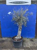 Gordal Olive tree