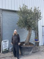 Olive tree with charm