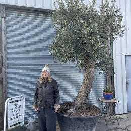 Olive tree with charm