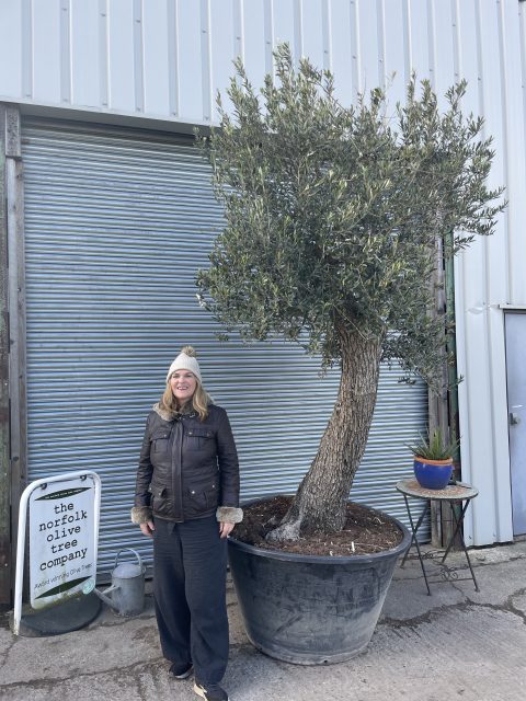 Olive tree with charm