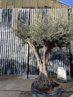 E9EA61BB-99A8-435D-A0BF-3C01E82CADE7 Tall ancient Olive tree