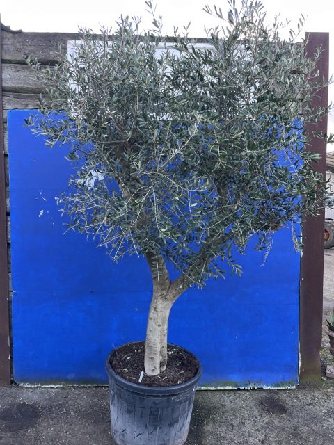 Arbequina Olive Tree