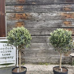 Pair of standard Olive trees