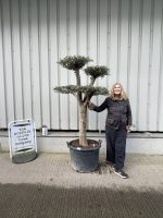 Patio cloud tree