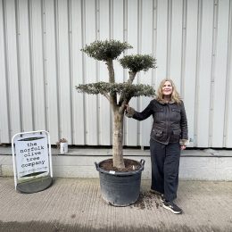 Patio cloud tree