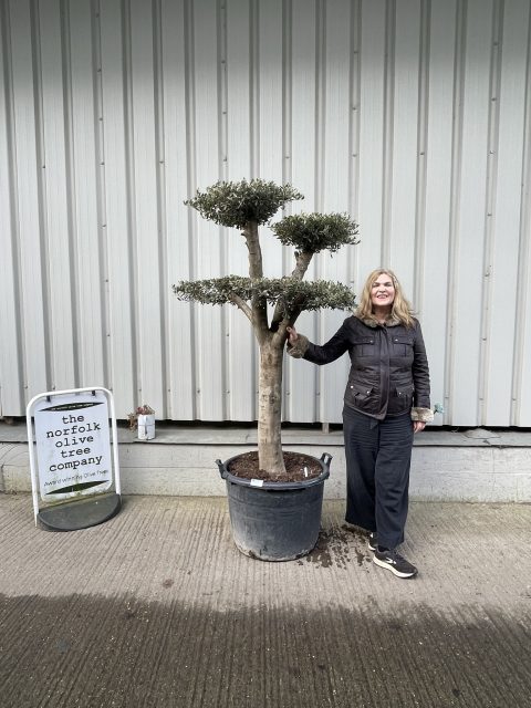 Patio cloud tree