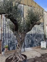 Tall gnarled Olive tree