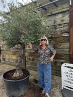 Gnarled Olive tree multiple branches