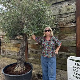 Gnarled Olive tree multiple branches