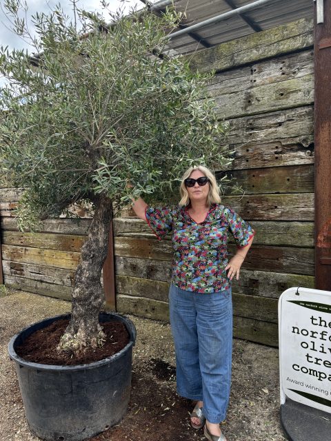 Gnarled Olive tree multiple branches