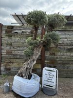Topiary tree