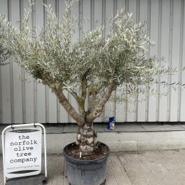 Mature Olive tree
