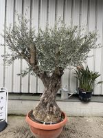 Gnarled Olive tree bonsai bowl