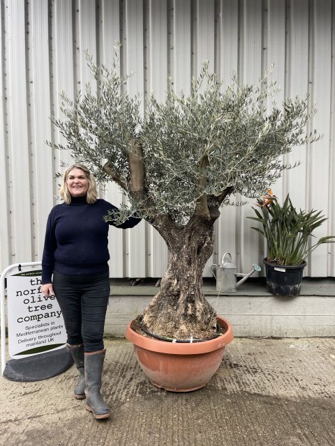 Gnarled Olive tree bonsai bowl