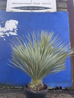 Mature Yucca Rostrata