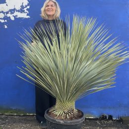 Mature Yucca Rostrata