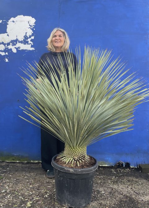 Mature Yucca Rostrata